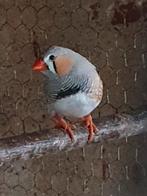 Zebravink man, Mannelijk