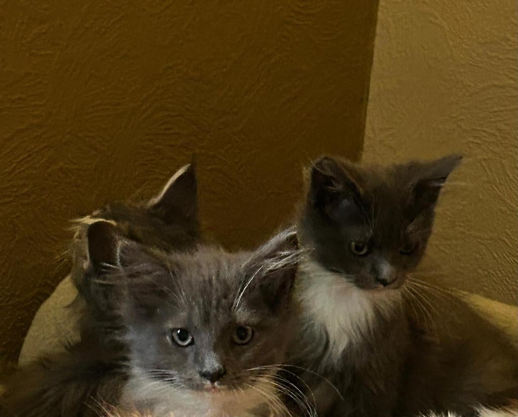 Laatse Main Coon kitten Polydactyl te koop, Dieren en Toebehoren, Kater, Ingeënt