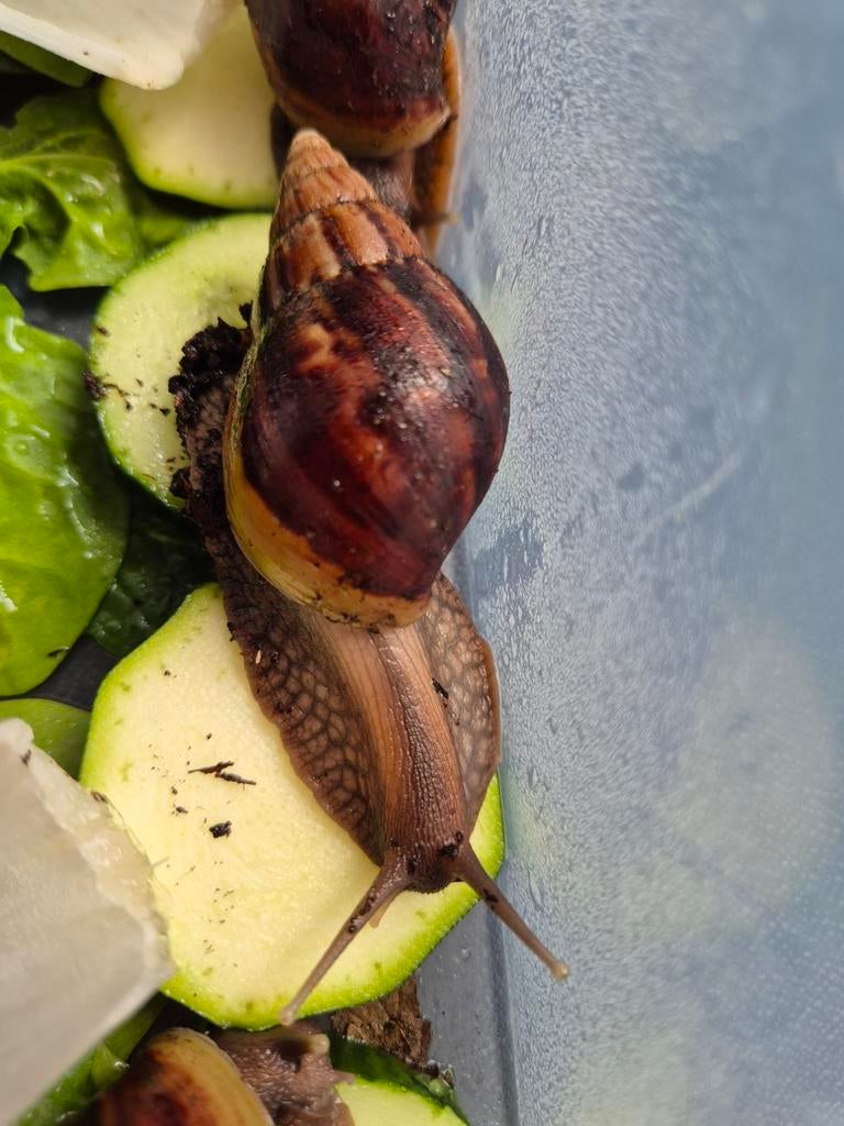 Afrikaanse reuzenslakken, Achatina Fulica wildkleur, Dieren en Toebehoren, Reptielen en Amfibieën, Overige soorten, 0 tot 2 jaar