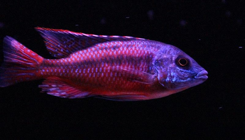 Protomelas Red empress ( eigen foto’s), Dieren en Toebehoren, Vissen | Aquariumvissen, Vis