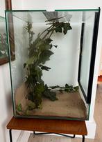 Wandelende takken inclusief glazen terrarium, Ophalen, Zo goed als nieuw