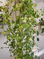 Tradescantia green hill stek, Ophalen of Verzenden, Overige soorten, Minder dan 100 cm