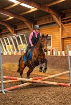 Nieuwe advertentie vriendelijke bomproof knuffelruin, Dieren en Toebehoren, Paarden, Ruin, 3 tot 6 jaar, 160 tot 165 cm, Recreatiepaard