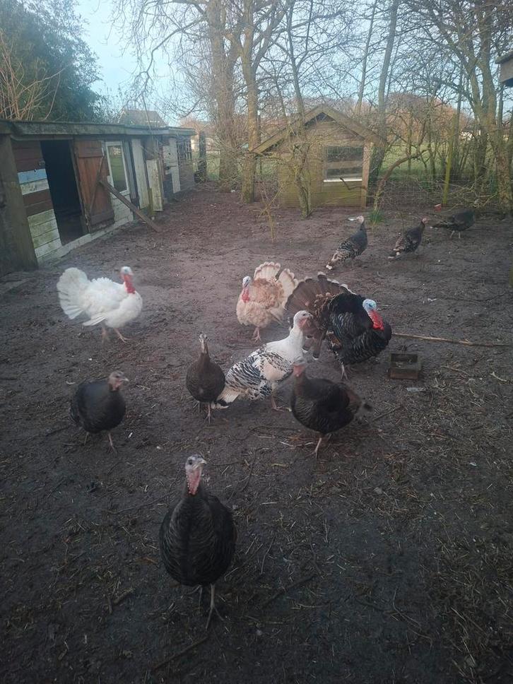 Broedeieren kalkoen, Dieren en Toebehoren, Pluimvee, Kalkoen, Geslacht onbekend