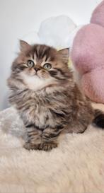 British longhair kitten, Dieren en Toebehoren, Poes, Ontwormd, 0 tot 2 jaar