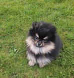Pomeranianpup  Dwergkeespup  Pomeriaanpup reutje, Nederland, Keeshond, Reu, Eén hond