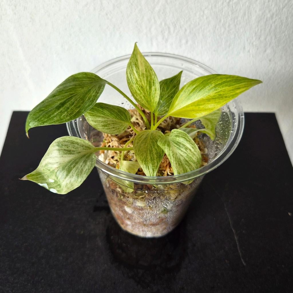 TC-planten te koop!, Huis en Inrichting, Kamerplanten, Ophalen of Verzenden, Halfschaduw, Minder dan 100 cm