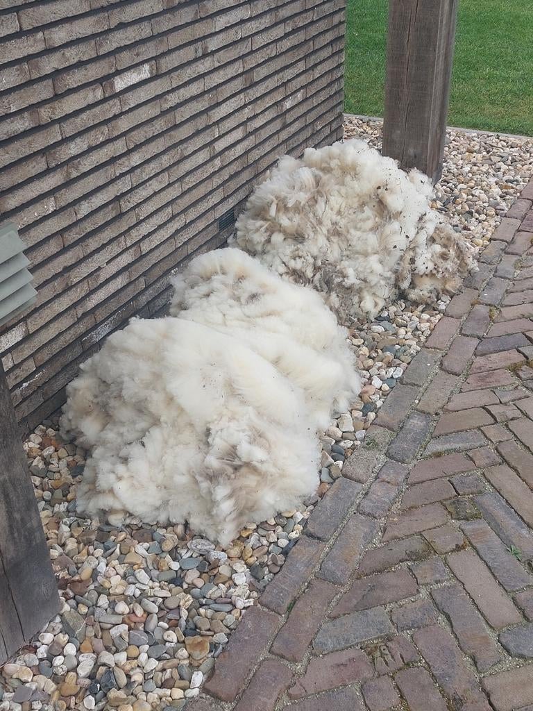 Schapenvacht, Dieren en Toebehoren, Meerdere dieren, Schaap
