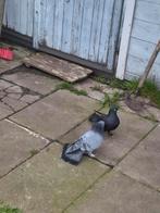 Super turbu duiven takla, Dieren en Toebehoren, Meerdere dieren, Postduif