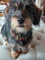 Ruwharige dwergteckel teefje, 15 weken tot 1 jaar, Teef, Dwerg, Parvo