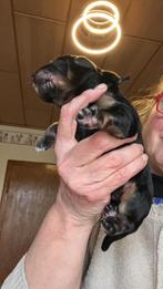 Hovawartpuppies met stamboom, 8 tot 15 weken, Parvo, Meerdere, Meerdere dieren