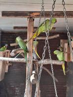 Halsband parkieten, Dieren en Toebehoren, Vogels | Parkieten en Papegaaien, Meerdere dieren, Parkiet, Geringd