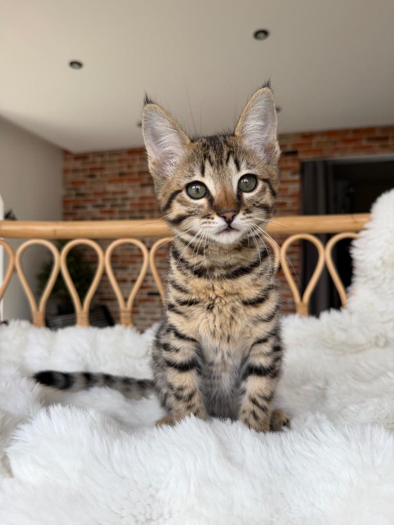 Prachtige Savannah F6 kater zoekt een nieuw thuis!, Kater, Met stamboom, 0 tot 2 jaar