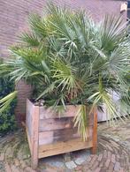 Chamaerops humilis, Ophalen, Halfschaduw