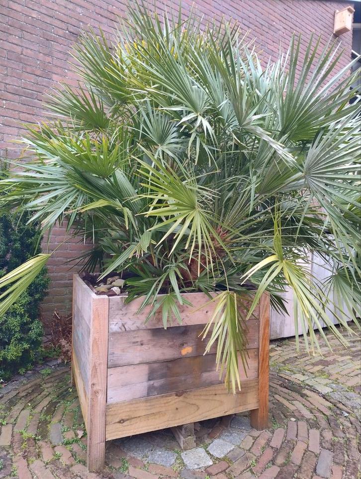 Chamaerops humilis, Tuin en Terras, Planten | Tuinplanten, Halfschaduw, Ophalen