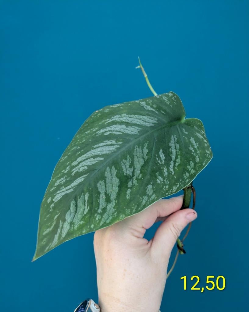Monstera Dubia gewortelde stekken, Ophalen of Verzenden, Halfschaduw, Minder dan 100 cm