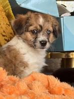 Maltipoo-Havanese pups, Dieren en Toebehoren, 8 tot 15 weken, Parvo, Meerdere, Meerdere dieren