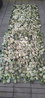 Kunsthaag ,  klimplant  ,   klimop , ,hedra, Tuin en Terras, Ophalen of Verzenden, Zo goed als nieuw