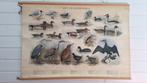 Schoolplaat riet- en watervogels, Antiek en Kunst, Antiek | Schoolplaten, Ophalen, Natuur en Biologie