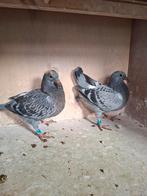 jonge programma duiven, Meerdere dieren, Postduif