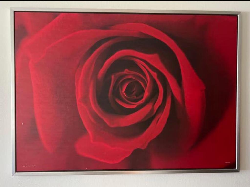 Schilderij met rode roos, Ophalen