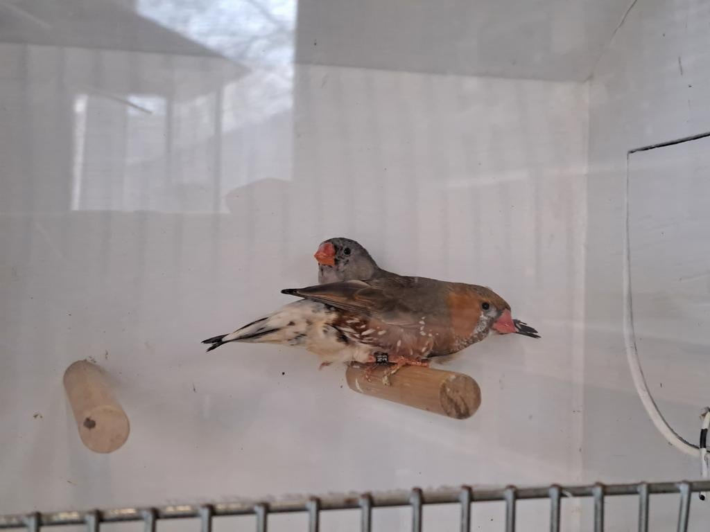 Koppel zebravinken zwartborst grijs split oranjeborst ., Dieren en Toebehoren, Vogels | Overige Vogels, Meerdere dieren, Tropenvogel