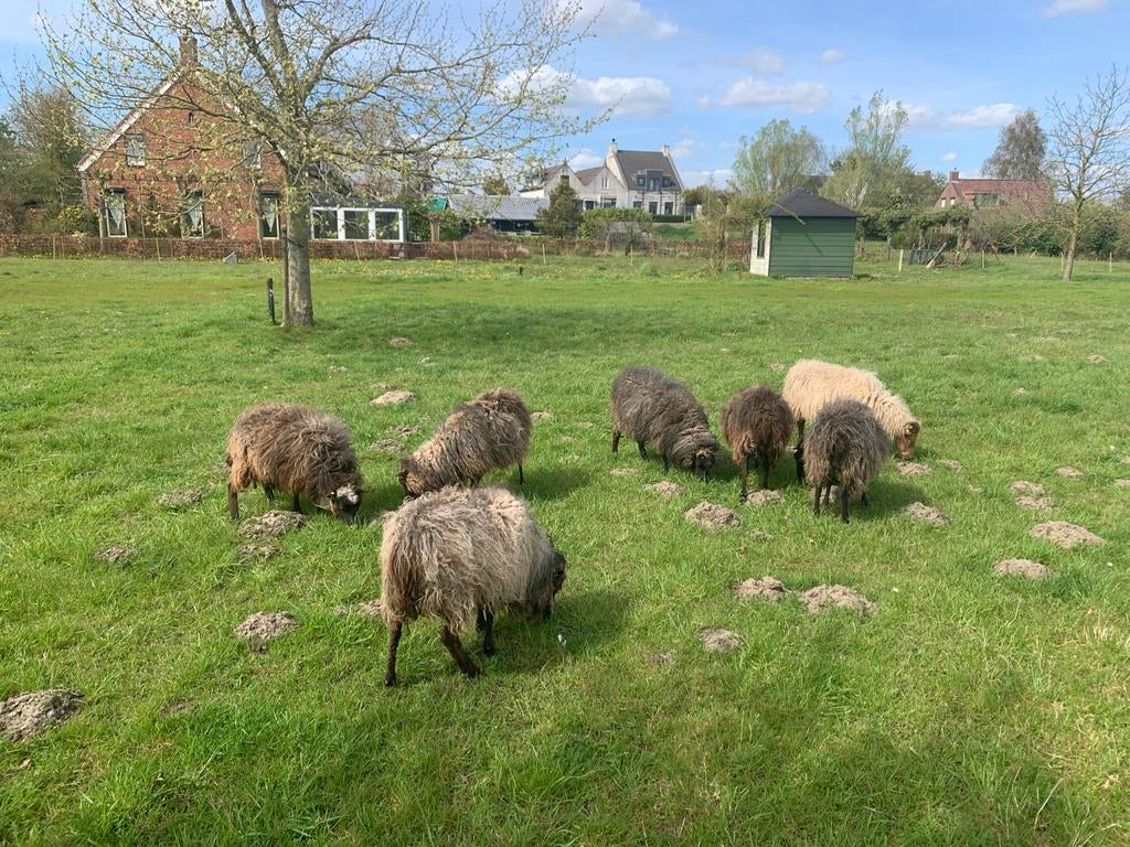 Skudde schapen te koop, Dieren en Toebehoren, Schapen, Geiten en Varkens, Vrouwelijk, Schaap, 6 jaar of ouder