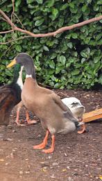 Loopeend woerd, Mannelijk, Eend