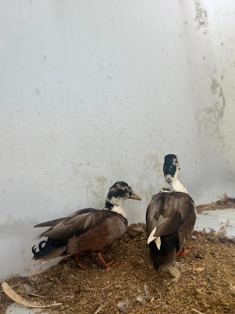 Mooie eenden te koop, Dieren en Toebehoren, Vogels | Overige Vogels