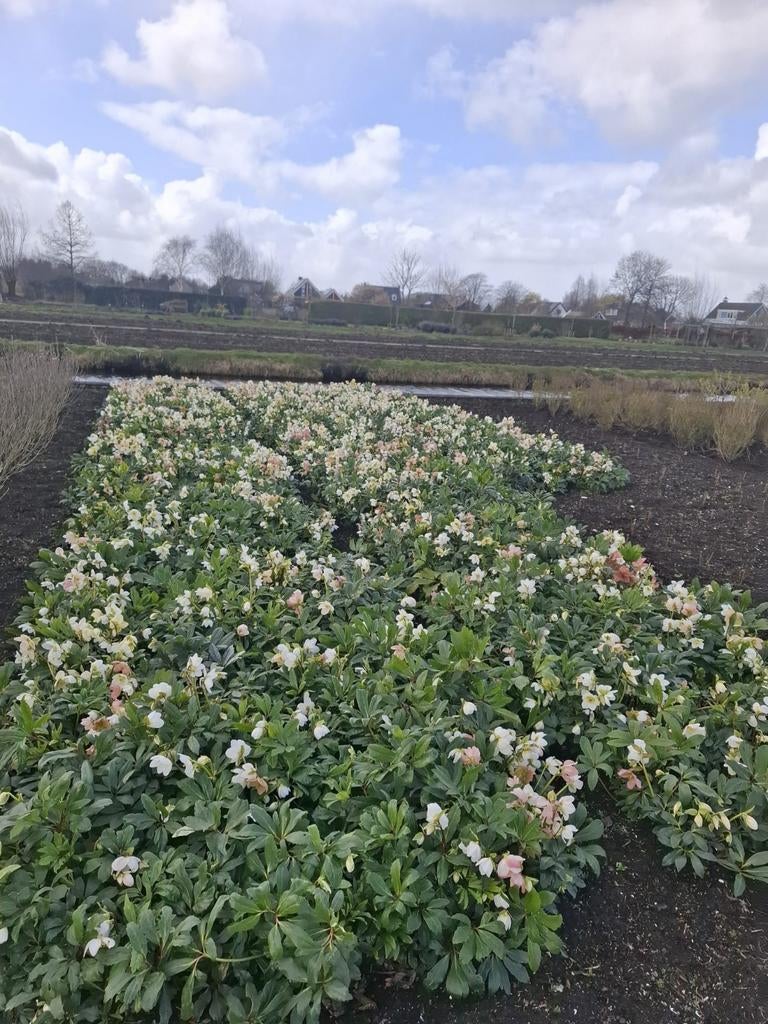 Helleborus Niger, Ophalen, Overige soorten