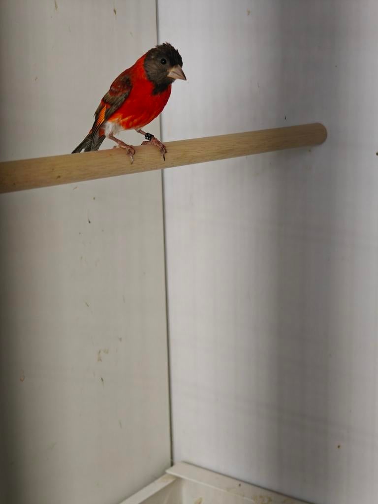 Koppel pastel kapoetsensijs, Dieren en Toebehoren, Meerdere dieren