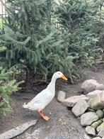 indische loopeend woerd, Mannelijk, Eend