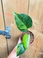 Monstera deliciosa variegata plant lemon lime mint large, Ophalen of Verzenden, Halfschaduw, Minder dan 100 cm