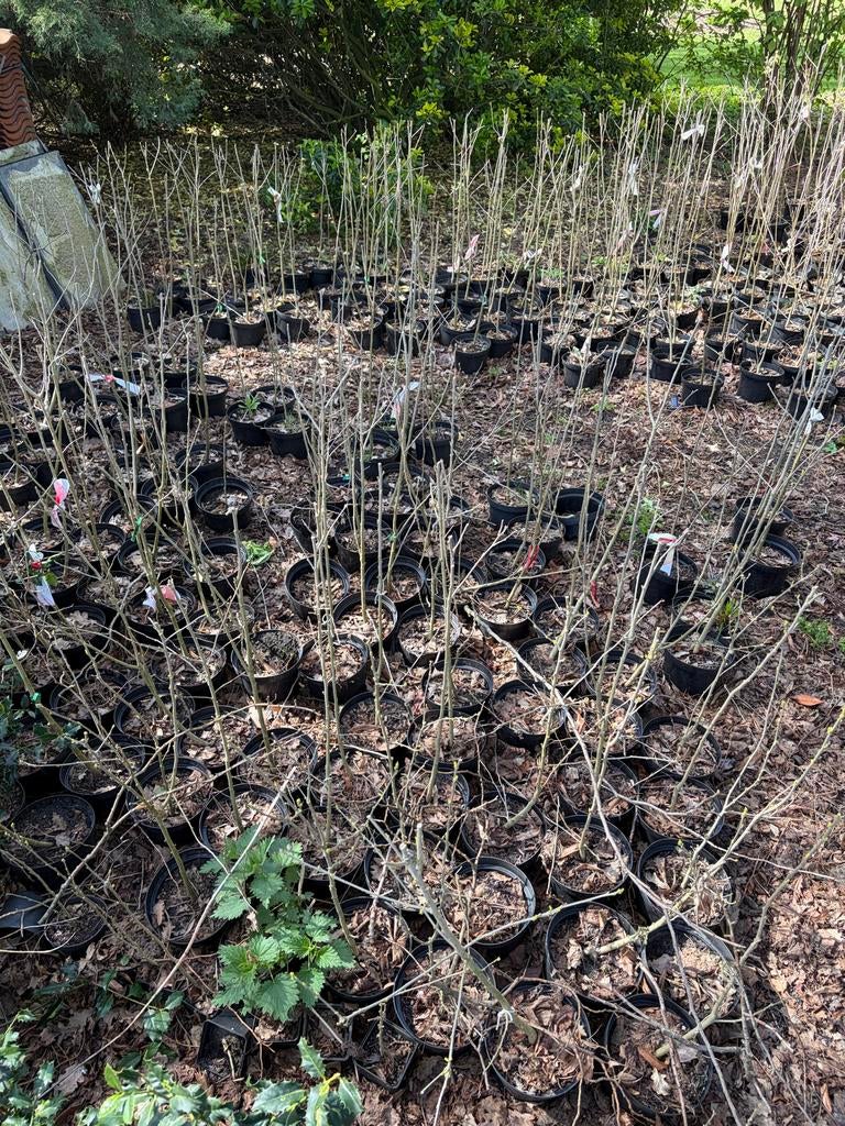 Hibiscus planten - Diverse soorten beschikbaar, Overige soorten, Volle zon, Vaste plant, Ophalen of Verzenden