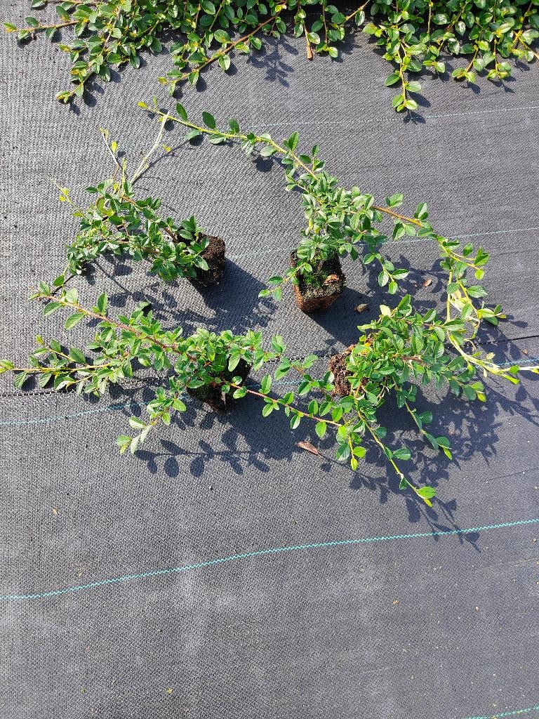 nu€0,90 p/s cotoneaster dammeri groenblijvende bodembedekker, Tuin en Terras, Planten | Tuinplanten, Ophalen of Verzenden, Bodembedekkers