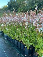 Prachtige tuinplanten / Scherpe prijzen / Zaterdag geopend🌿, Ophalen of Verzenden, Vaste plant, Overige soorten