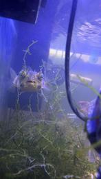 Egelvis schoepfii kogelvis zout, Vis