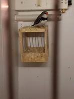 Te koop gevraagd Diamantvink poppen wildkleur, Vrouwelijk, Tropenvogel