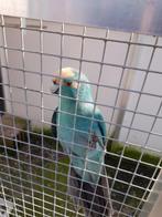 Kakariki te koop, Mannelijk, Parkiet, Geringd