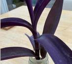 Tradescantia Pallida 🪴💜en Oxalis 💜vlinderplant in pot, Volle zon, Vaste plant, Bloeit niet, Ophalen