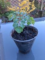 Akelei IK HEB TEGEN DE 600 ADVERTENTIES OVER VAN ALLES, Ophalen of Verzenden, Overige soorten, Volle zon