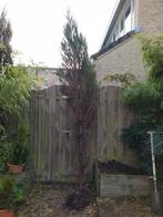 Gratis conifeer/cipres/cupressus, Ophalen, Bloeit niet, Halfschaduw, Overige soorten