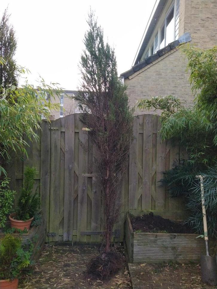 Gratis conifeer/cipres/cupressus, Tuin en Terras, Planten | Bomen, Overige soorten, 100 tot 250 cm, Halfschaduw, Bloeit niet, Ophalen