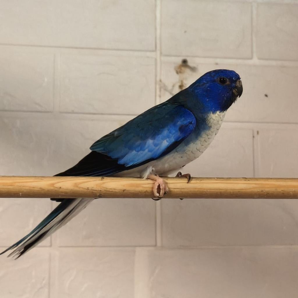 Te koop splendid man, Dieren en Toebehoren, Mannelijk, Parkiet