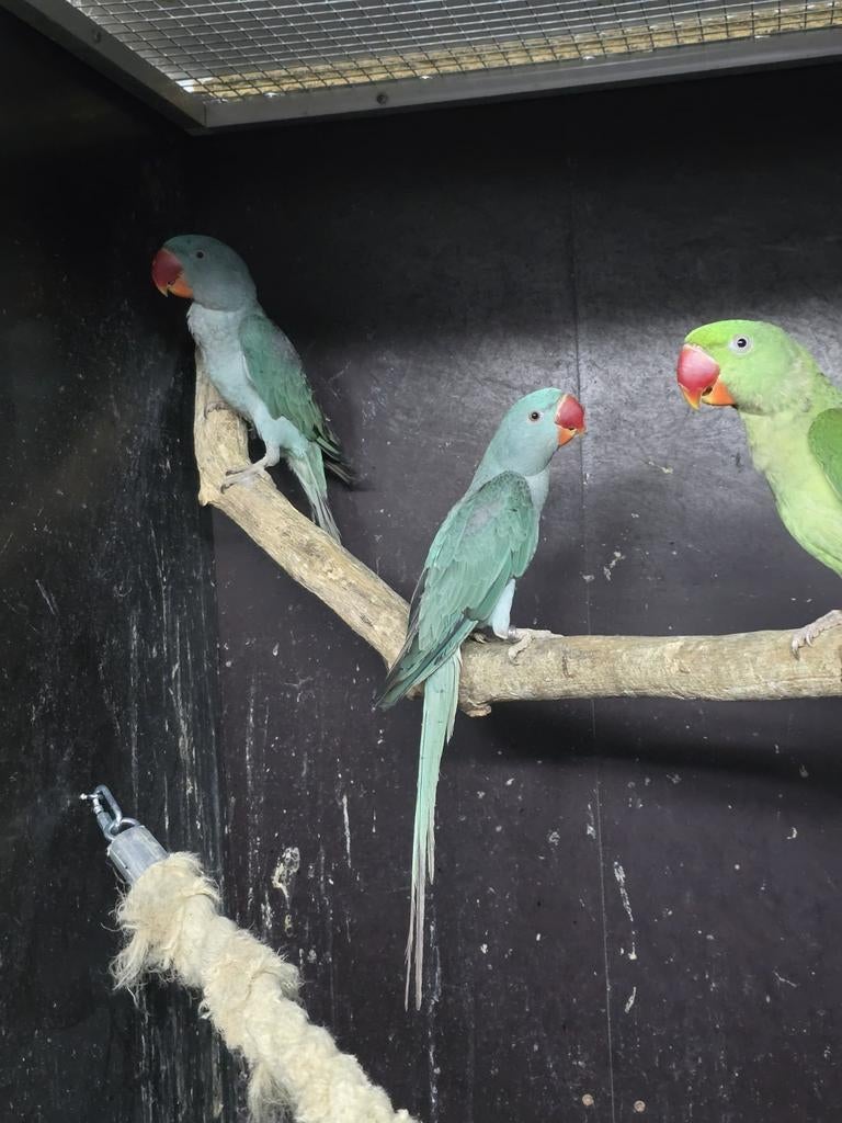 Grote Alexanders blauw en split vogels zie advertentie, Meerdere dieren, Parkiet, Geringd