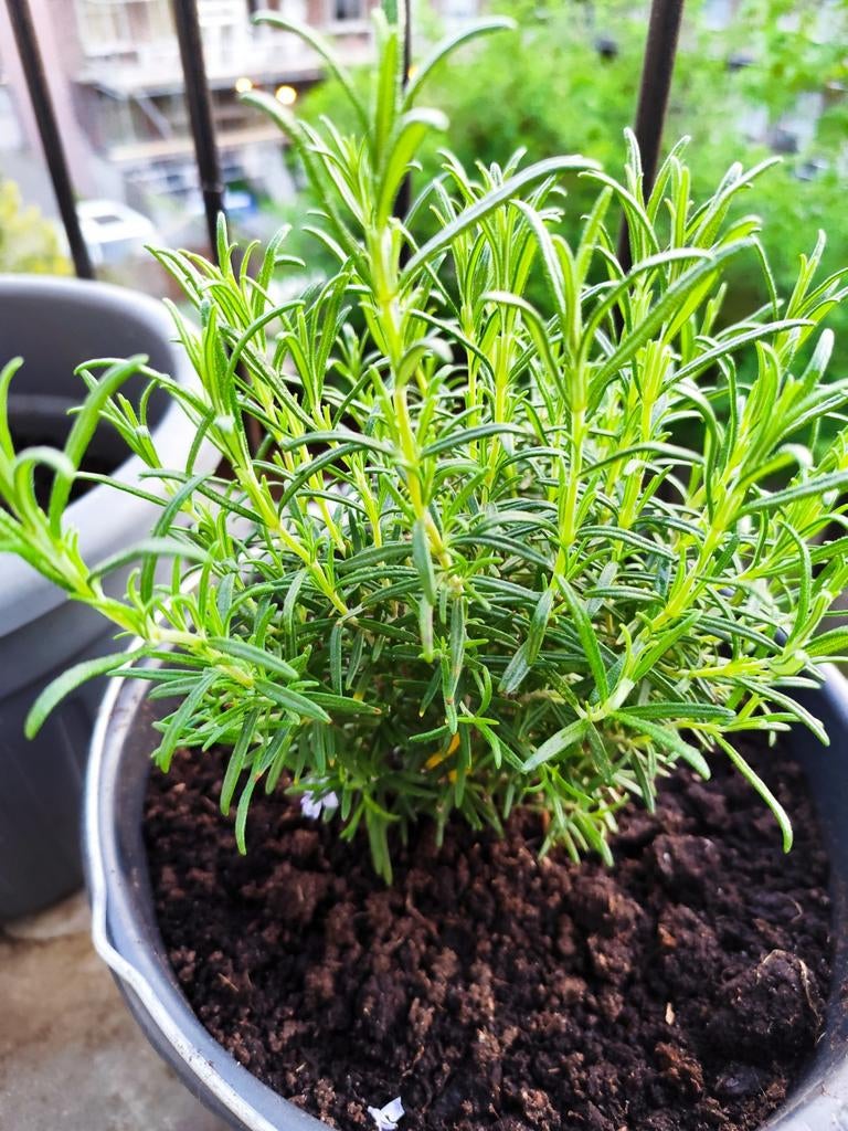 Rozemarijn Plant, Ophalen, Volle zon