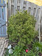 Pittisporum boompje, Ophalen, Overige soorten, Minder dan 100 cm