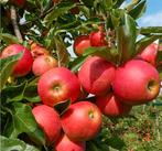 Elster appel boompje, Ophalen, Minder dan 100 cm, Appelboom, Lente