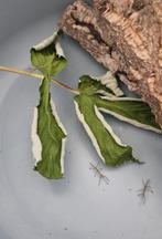 Indische Wandelende takken, Wandelende tak