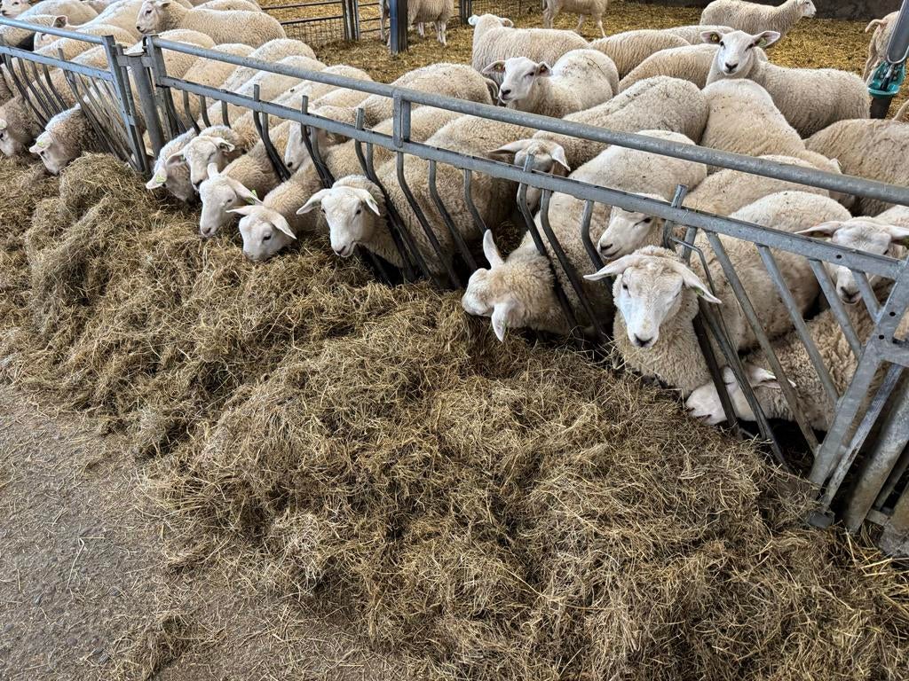 Swifter ooilammeren van januari 2026, Dieren en Toebehoren, Schapen, Geiten en Varkens, Vrouwelijk, Geit
